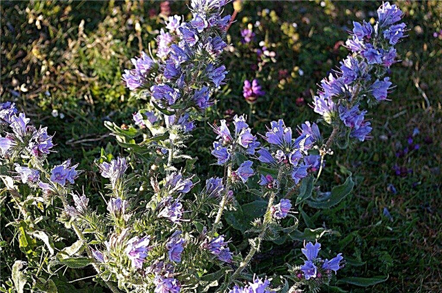 Clary Sage crescente: Apreciando o Clary Sage Herb em seu jardim