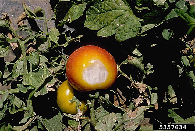 Tomate Sunscald: O que fazer com Sunscald On Tomatoes