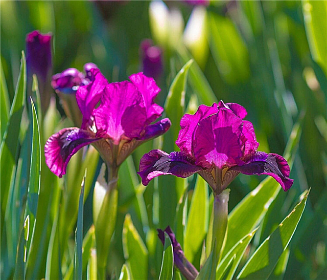 Iris Care: Information om Iris Plant Care