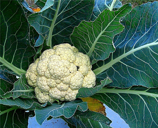 Harvest Cauliflower: Pelajari Lebih Lanjut Tentang Memilih Kembang Kol