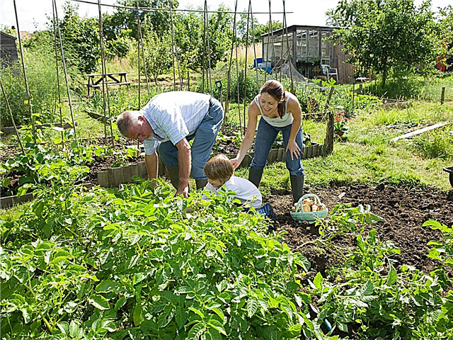 Cultiver les jardins 2020 - Tendances des jardins pour l'été pendant Covid