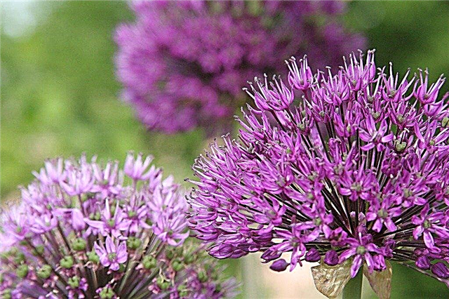 Allium Plant - Comment faire pousser des alliums dans votre jardin de fleurs
