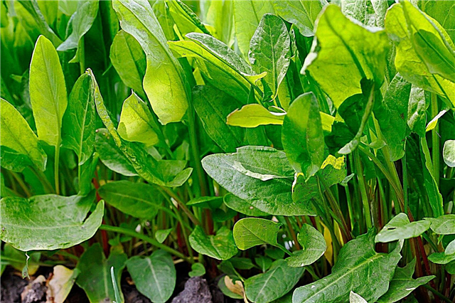 Sauerampferpflanze: Wie man Sauerampfer züchtet