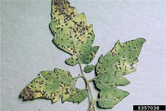 Septoria Leaf Canker - Informacije o kontroli Septoria listova mjesta na rajčici