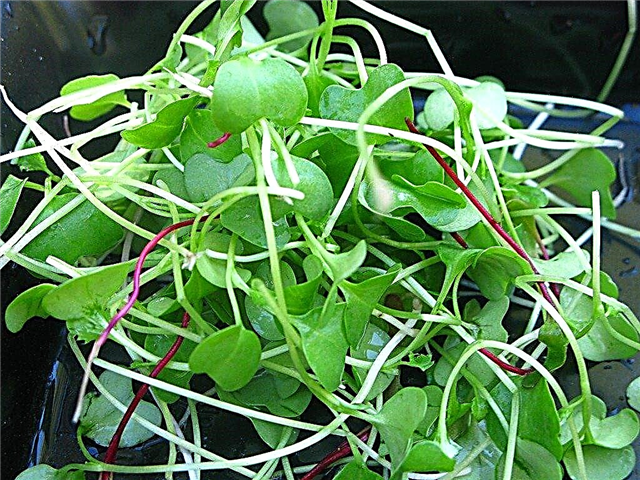 Dyrkning af Microgreens: Plante salat Microgreens i din have