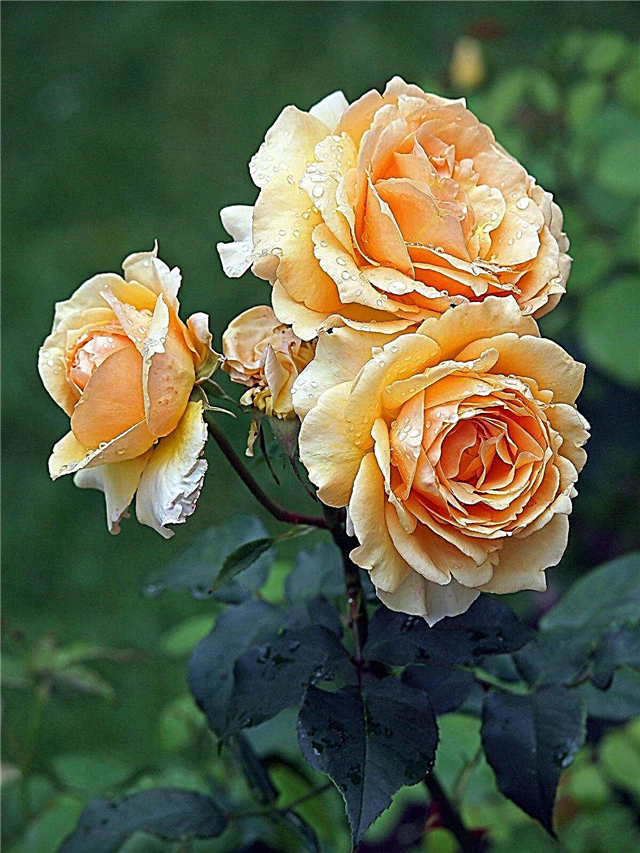 Aprenda más sobre las rosas y la plenitud de la floración