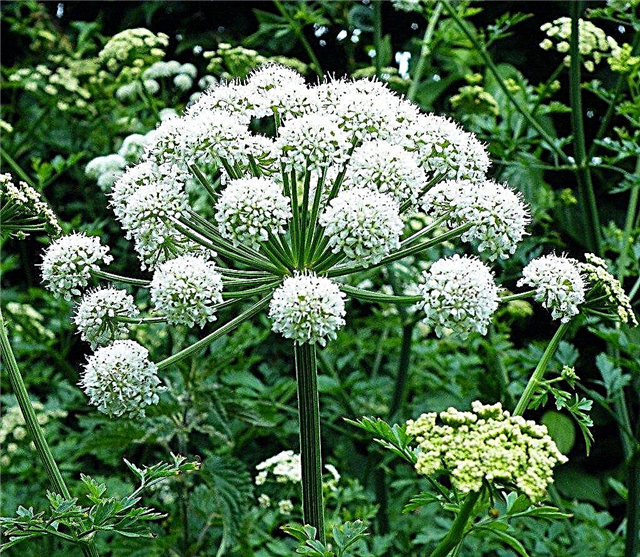 Angelica Herb: Comment faire pousser Angelica