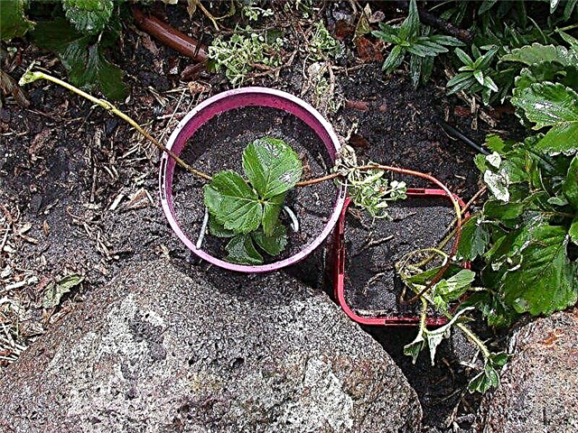 Growing Strawberry Runners: Qué hacer con los Strawberry Runners