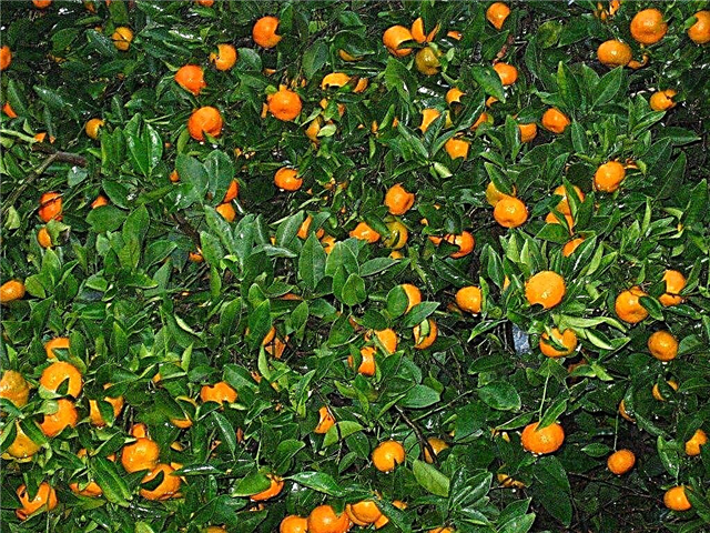 Mandarinenbaumpflege - Wie Mandarinen wachsen