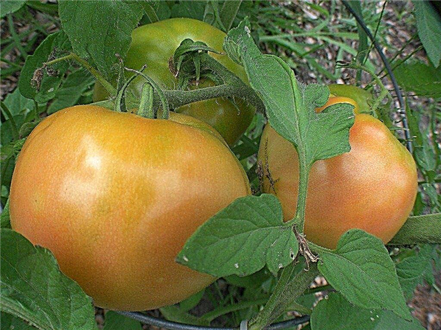 Dārzā audzē liellopa gaļas tomātu augus