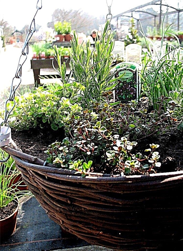 Hanging Herb Garden: Kuinka tehdä yrtti planter