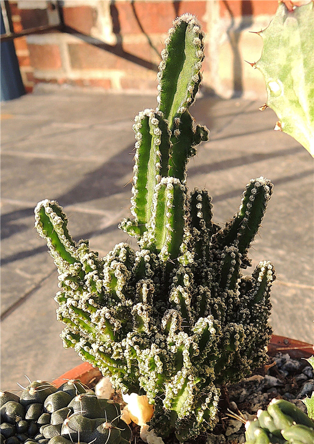 Tipps für den Anbau von Fairy Castle Cactus