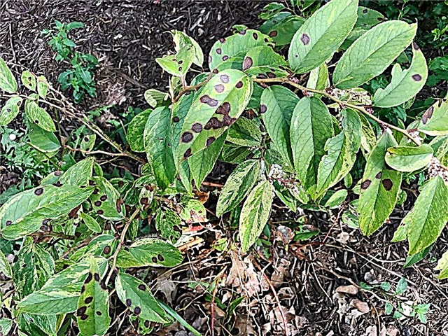 Champignon de la tache noire: se débarrasser de la tache noire des feuilles