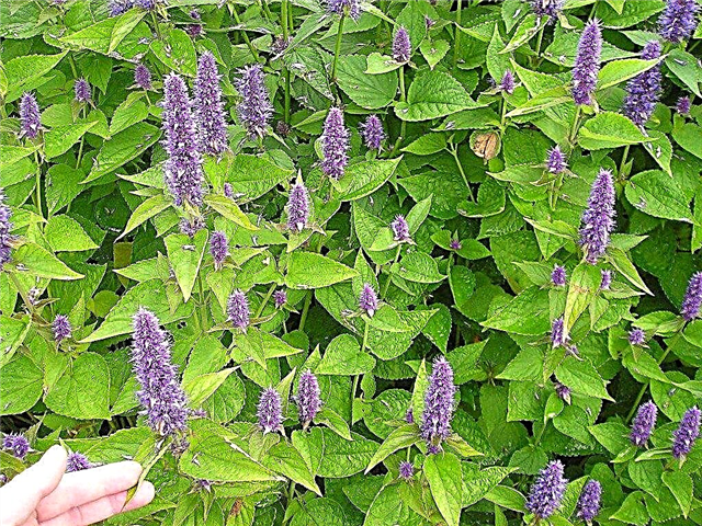Flor Agastache - Cómo Cultivar Agastache