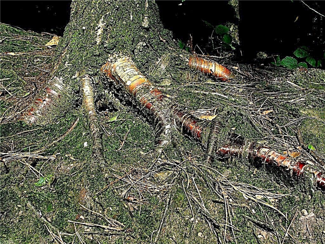 Arbres montrant des racines: arbres avec des racines au-dessus du sol