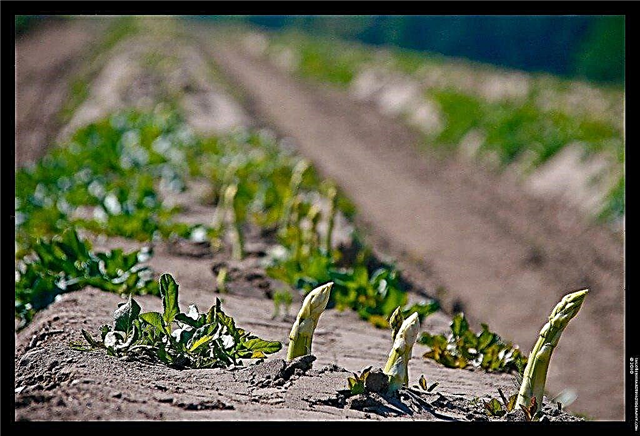 아스파라거스 수확 – 아스파라거스 선택 방법 및시기