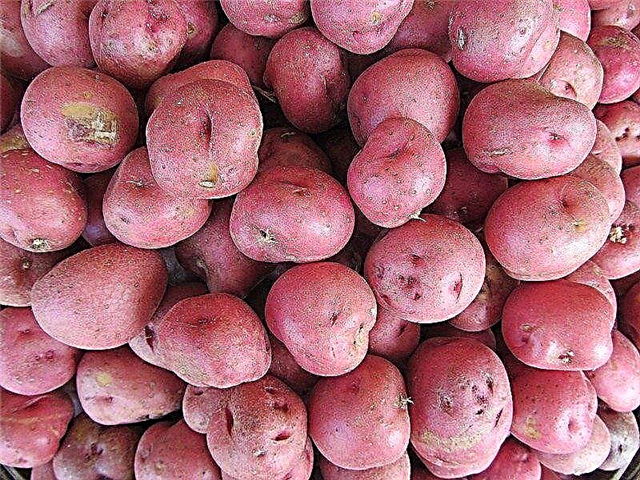 Informatie over het kweken van nieuwe aardappelen in uw tuin