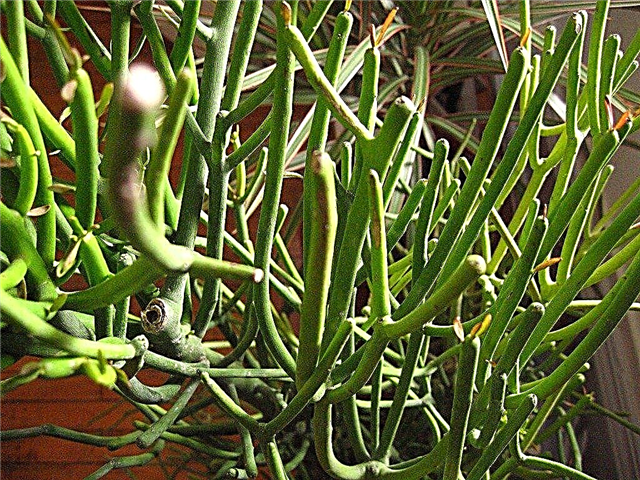 Pencil Cactus Plant - Kako gojiti svinčnik kaktus