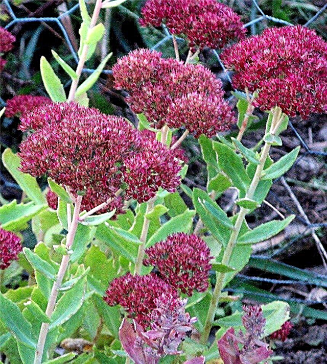 Stonecrop Plant - Menanam Stonecrop Di Kebun Anda