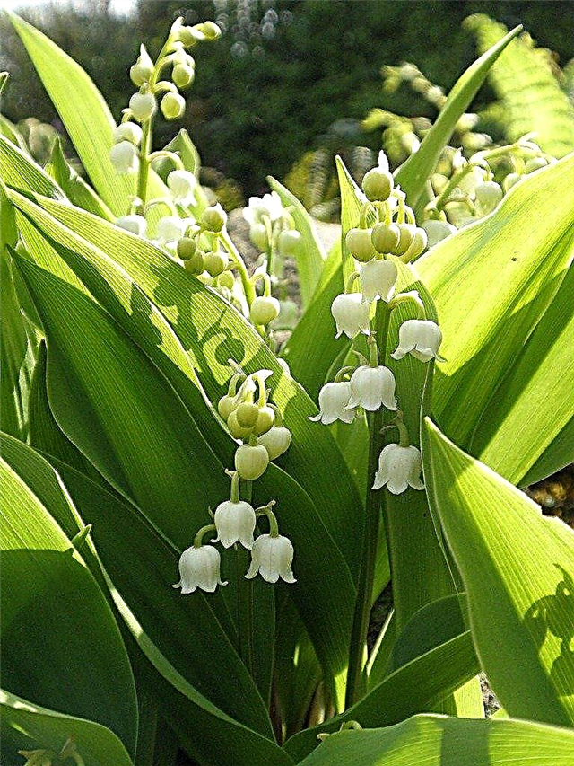Lily Of The Valley Control - Comment tuer Lily Of The Valley