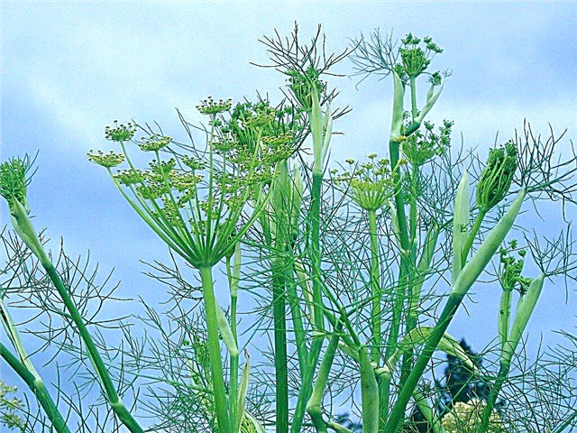 Plantning fennikel - Sådan dyrkes fennikel urt