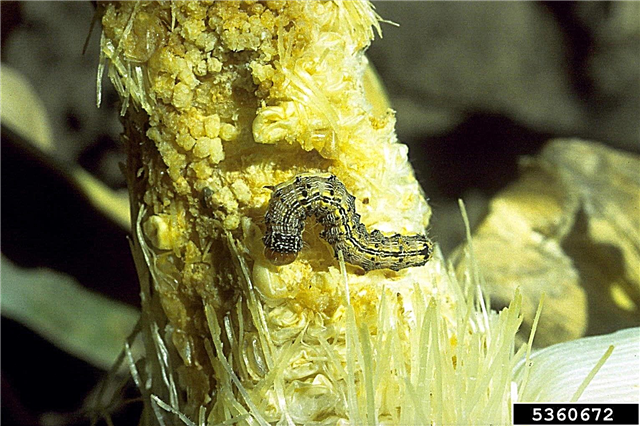 옥수수 귀 벌레의 통제 – 옥수수 귀 벌레를 예방하는 팁