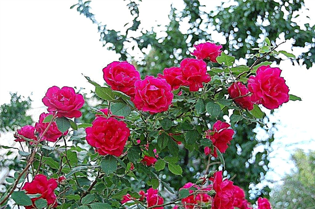 Hvad er forskellen mellem Rambler-roser og klatrose?