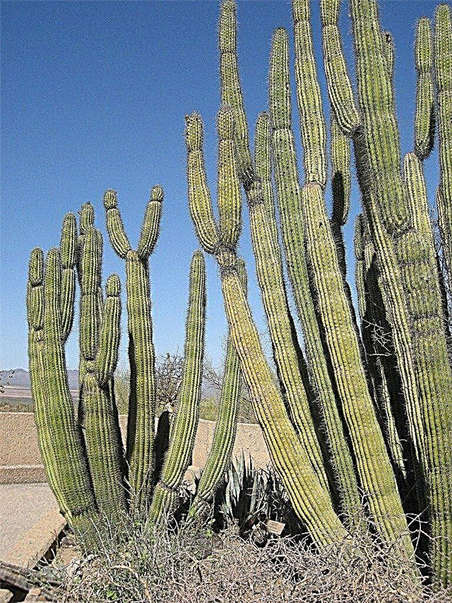 Conseils pour faire pousser des cactus à tuyaux d'orgue