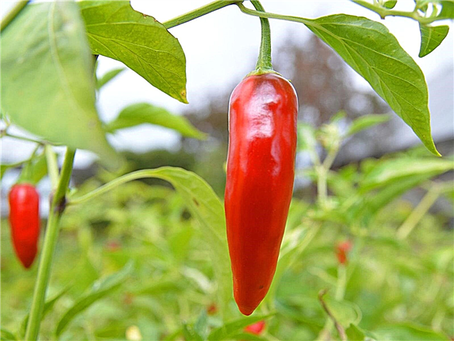 Thai Pepper Plant Info - Wie man einen Thai Peppers anbaut