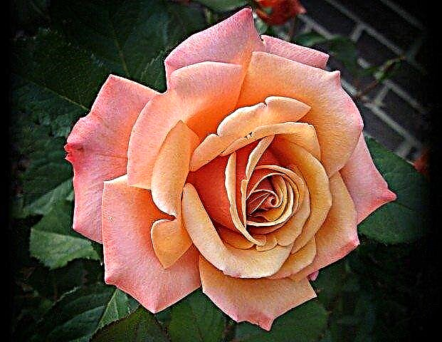 Erfahren Sie mehr über Floribunda und Polyantha Roses