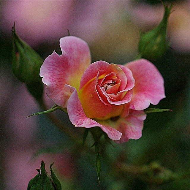 Heirloom Old Garden Rose Rosehes: Ce sunt trandafiri de grădină vechi?