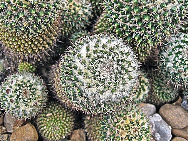 Consejos para cultivar cactus de acerico en el jardín