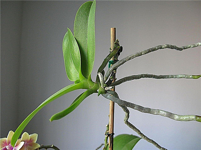 Informations sur les soins et la transplantation des orchidées Keiki