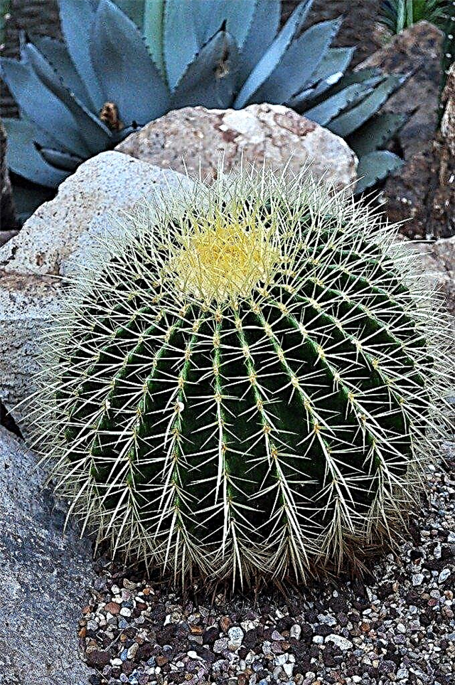 Merawat Barrel Cactus Di Kebun - Cara Menumbuhkan Barrel Cactus