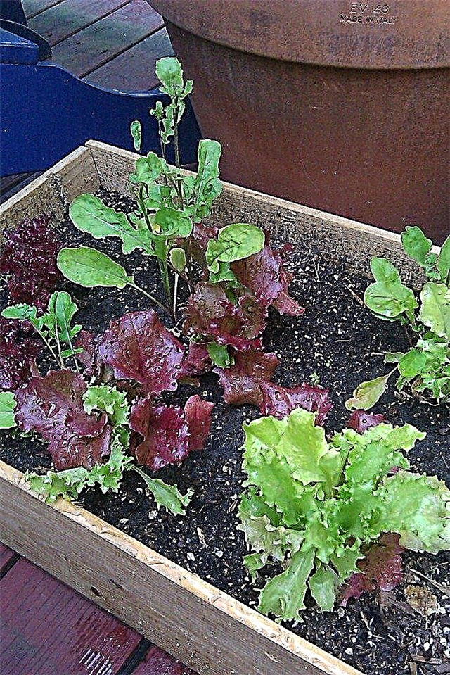 Hvordan dyrke salat i en beholder