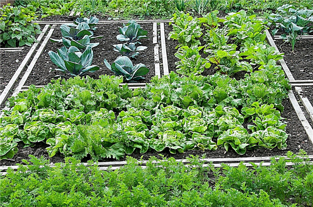 Sayur-sayuran yang tumbuh di bawah naungan: Cara menanam sayur-sayuran di bawah naungan