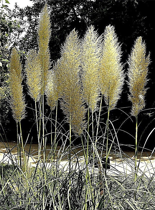 Декоративна сливова трава: поради щодо вирощування трави слюни