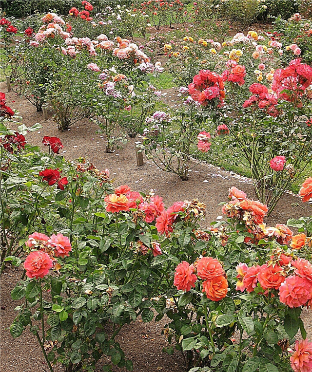 Informācija par rožu atstarpi dārzā