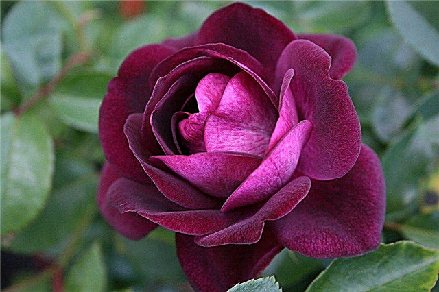 Informácie o ružových ružiach: Čo je to ľadová ruža?