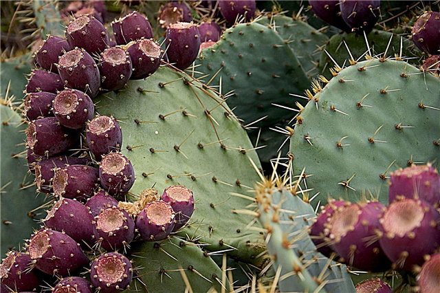 Kaktusfeigenkaktus pflanzen: Wie man eine Kaktusfeige züchtet