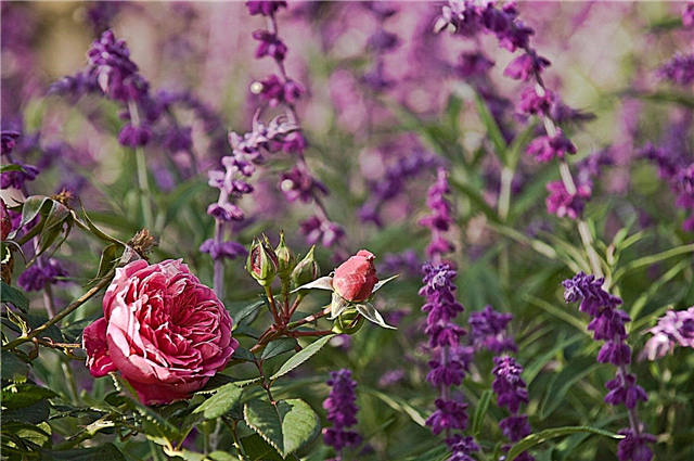 زراعة الورود المصاحبة: النباتات المصاحبة لشجيرات الورد