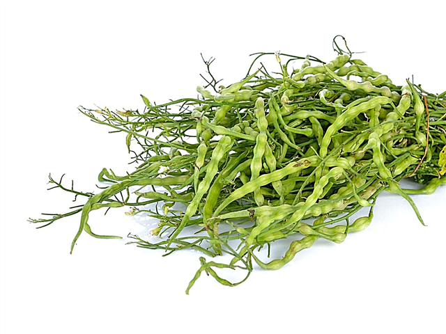 Comer vagens de sementes de rabanete - são vagens de sementes de rabanete comestíveis