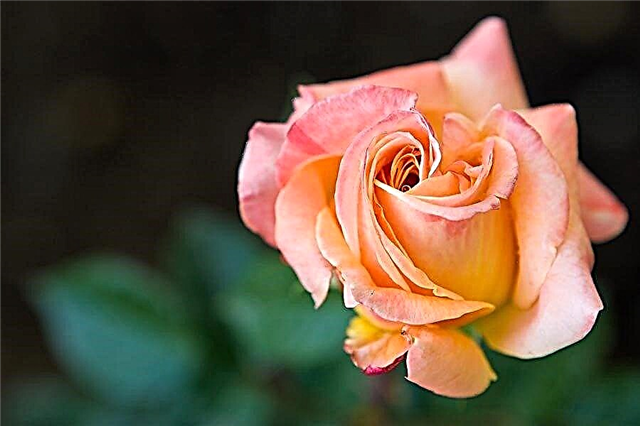 Preparación del suelo de rosas: consejos para construir el suelo de la rosaleda