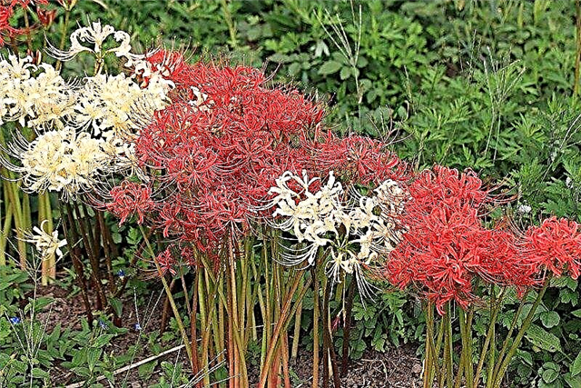 Lycoris gondozás - Hogyan termeszthető a Lycoris virág a kertben