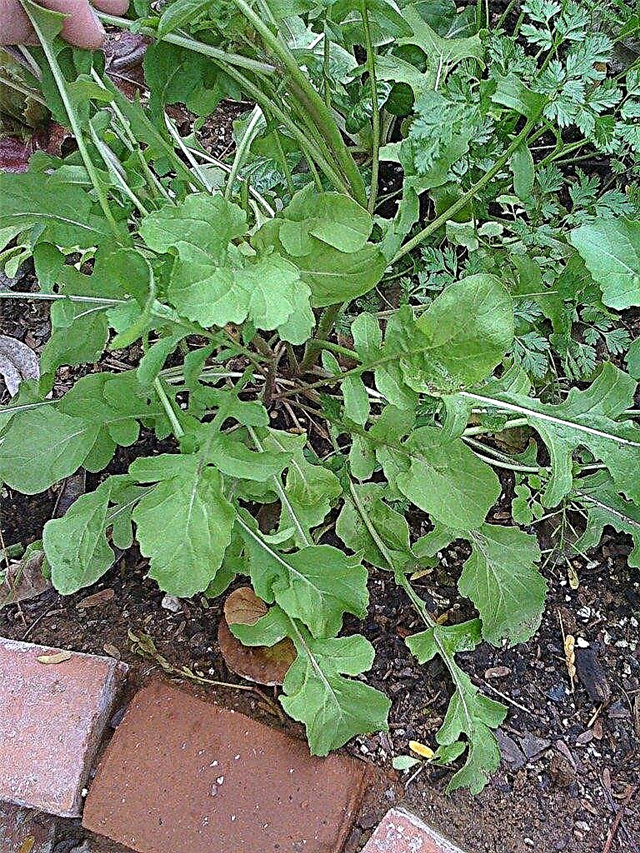 Como cultivar rúcula - rúcula crescente a partir de sementes