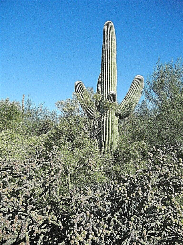 Consejos para cuidar el cactus saguaro