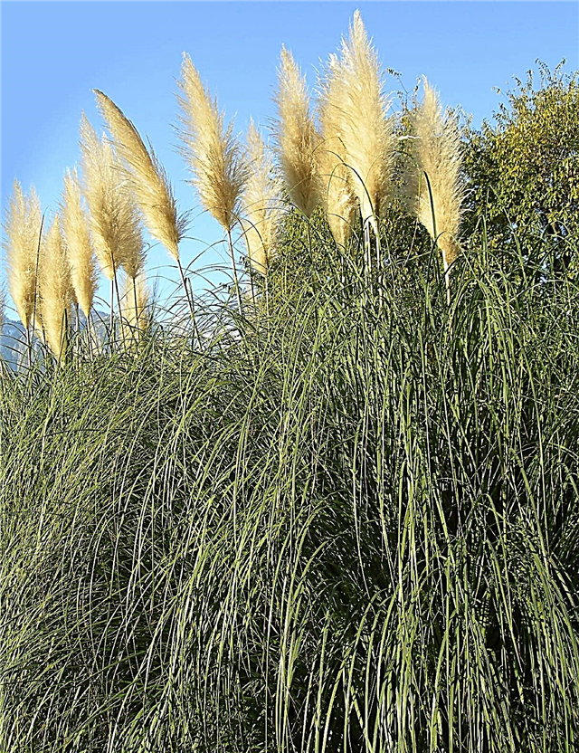 Pampas Grass Care - Ako pestovať Pampas Grass