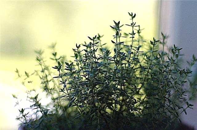 Tumbuh Thyme Di Dalam Rumah: Cara Menumbuhkan Thyme Di Dalam