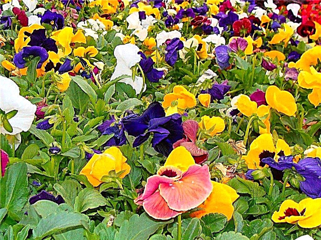 رعاية زهور الثالوث - كيفية زراعة زهور الثالوث