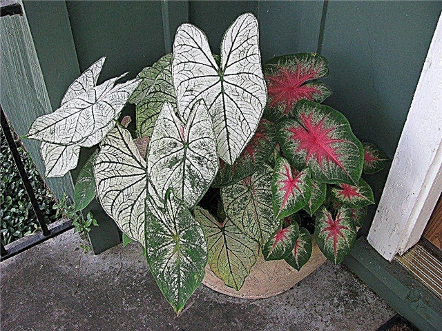 Tipps für den Anbau von Fancy Leaf Caladiums